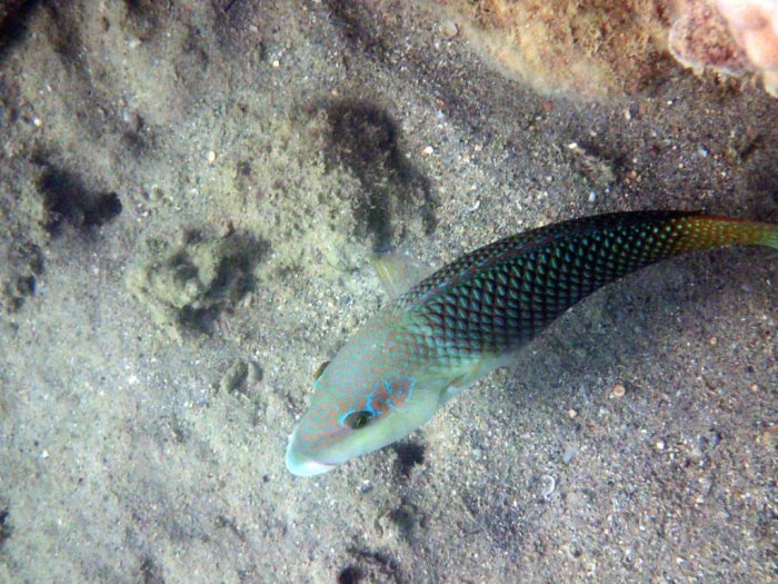 Hemigymnus melapterus