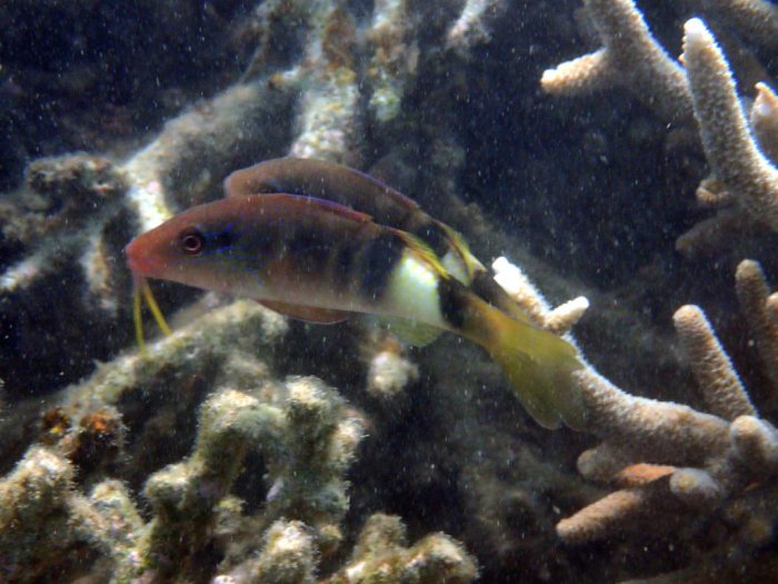 Parupeneus multifascius