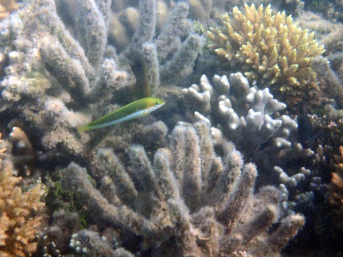 Thalassoma lutescens
