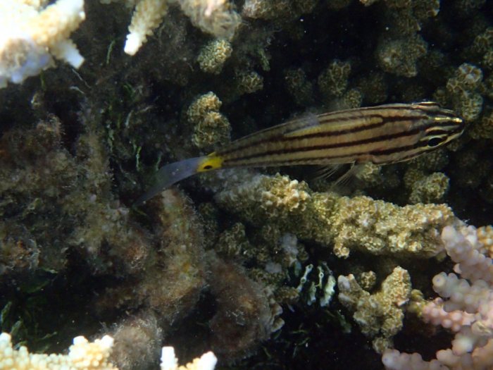 Cheilodipterus quinquelineatus