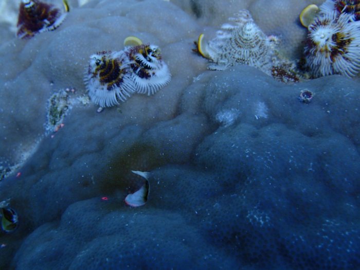 Spirobranchus corniculatus