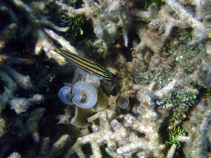 Cheilodipterus quinquelineatus