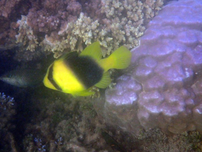 Diploprion bifasciatum