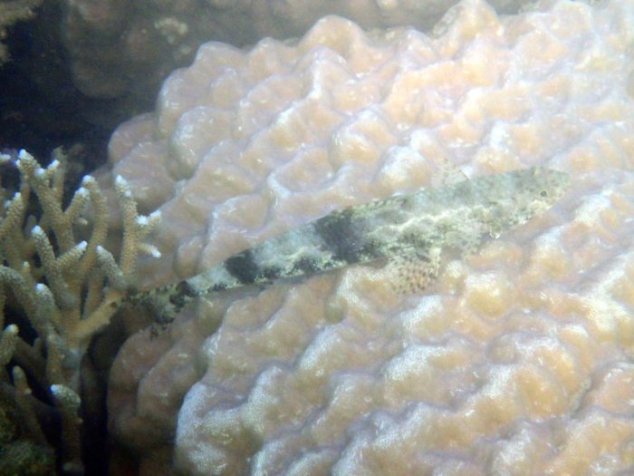 Saurida gracilis