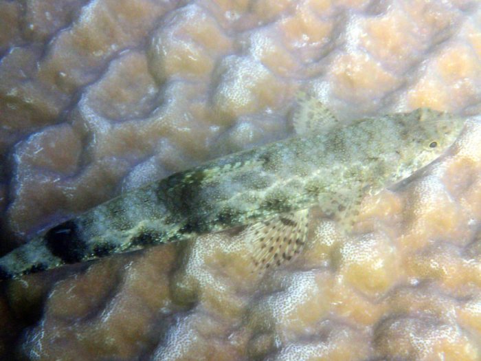 Saurida gracilis