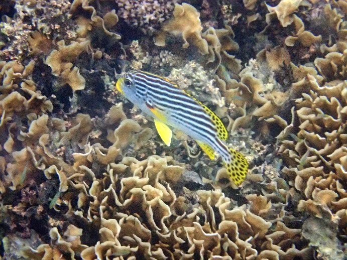 Plectorhinchus lineatus