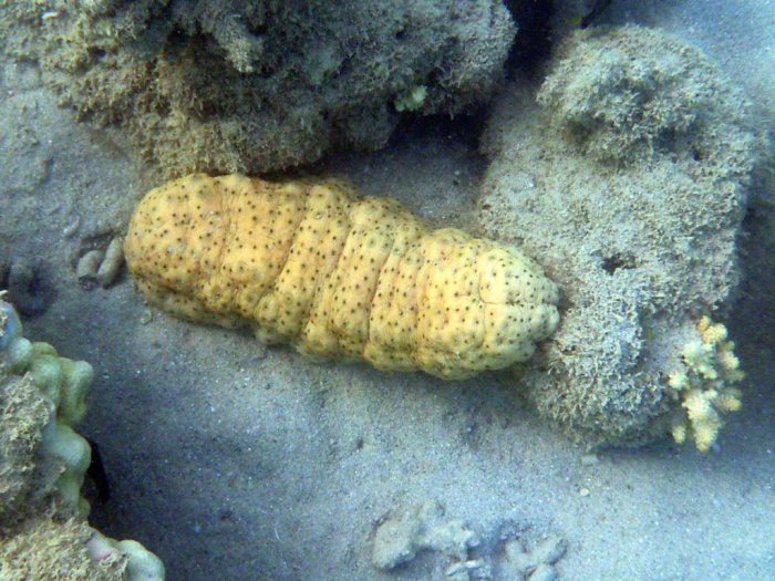 Holothuria (Microthele) fuscopunctata