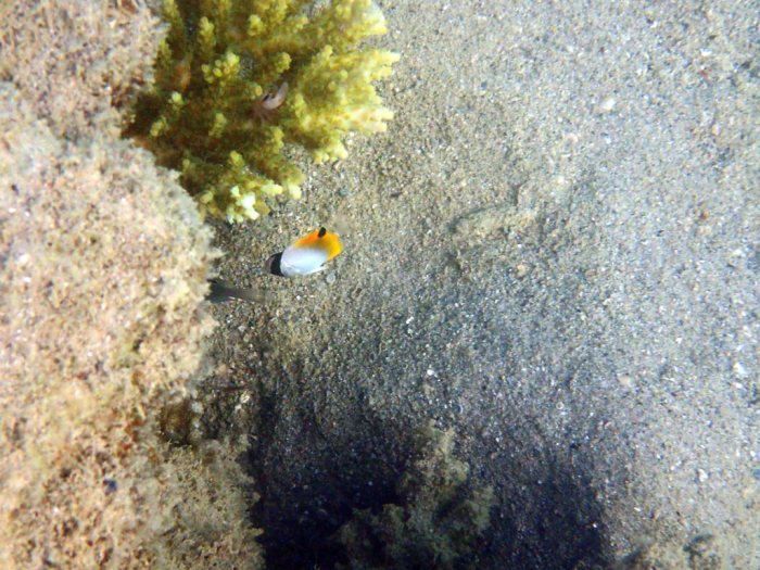 Chaetodon auriga
