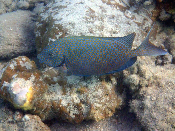 Siganus punctatus