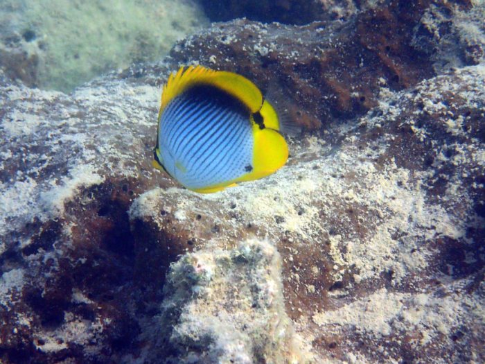 Chaetodon melannotus