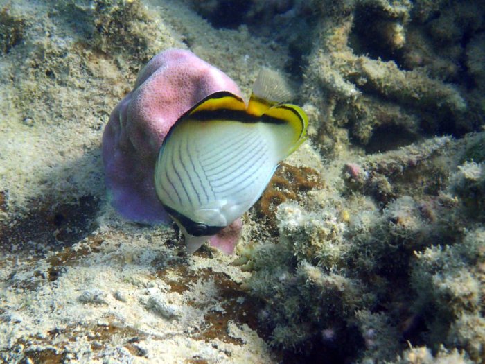 Chaetodon vagabundus