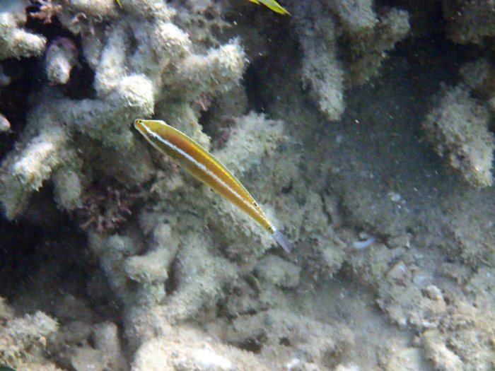 Cheilio inermis