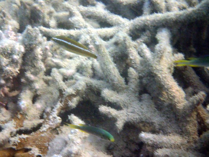 Cheilio inermis