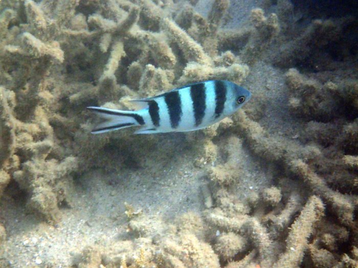 Abudefduf sexfasciatus