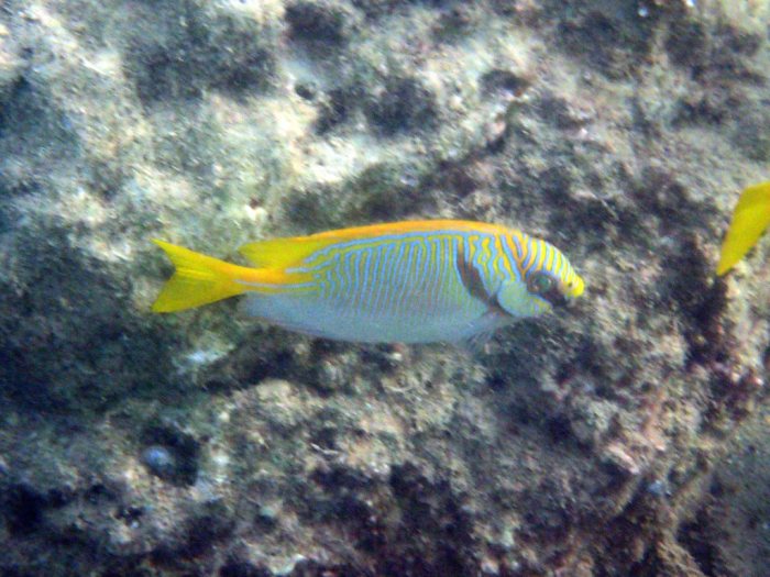 Siganus doliatus