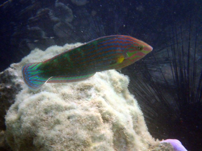 Halichoeres melanurus