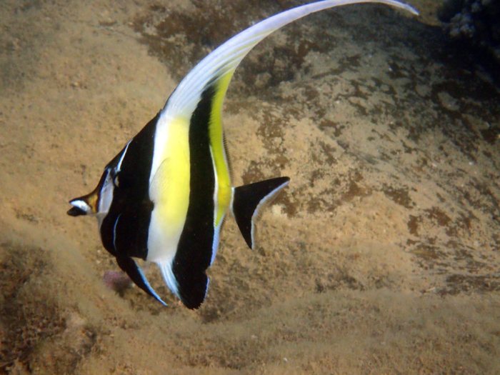 Zanclus cornutus