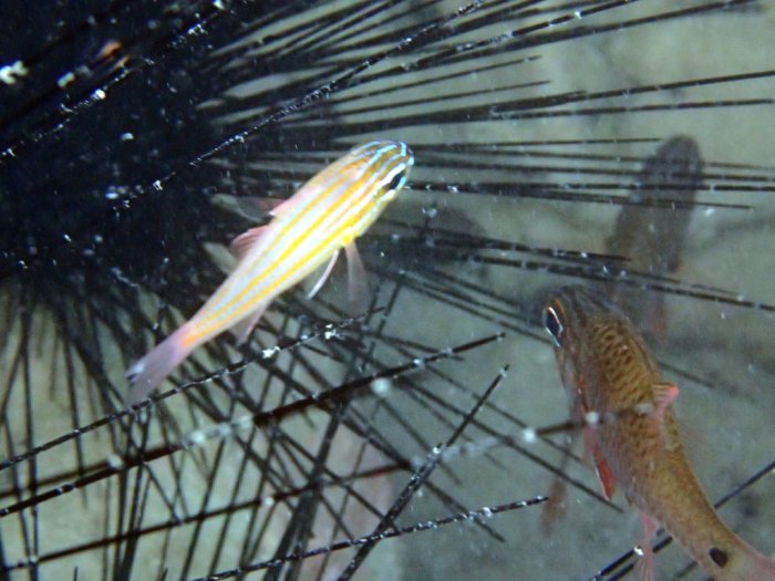Ostorhinchus cyanosoma