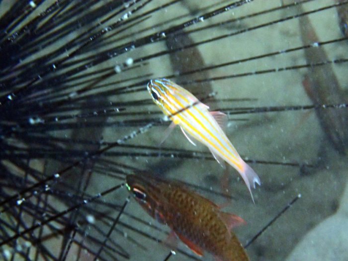 Ostorhinchus cyanosoma