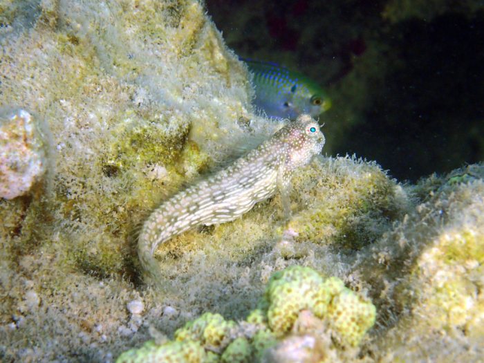 Crossosalarias macrospilus