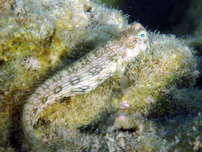 Crossosalarias macrospilus