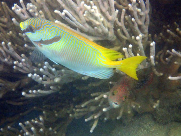 Siganus doliatus