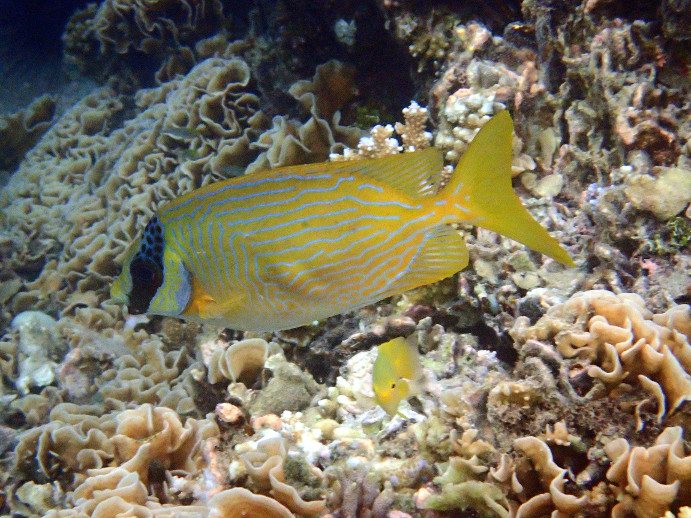 Siganus puellus