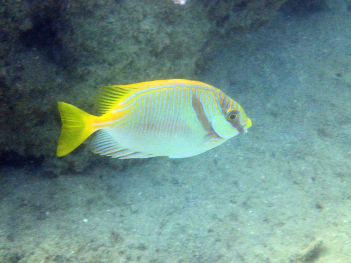 Siganus doliatus