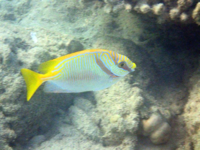 Siganus doliatus