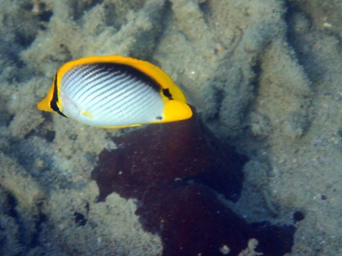 Chaetodon melannotus