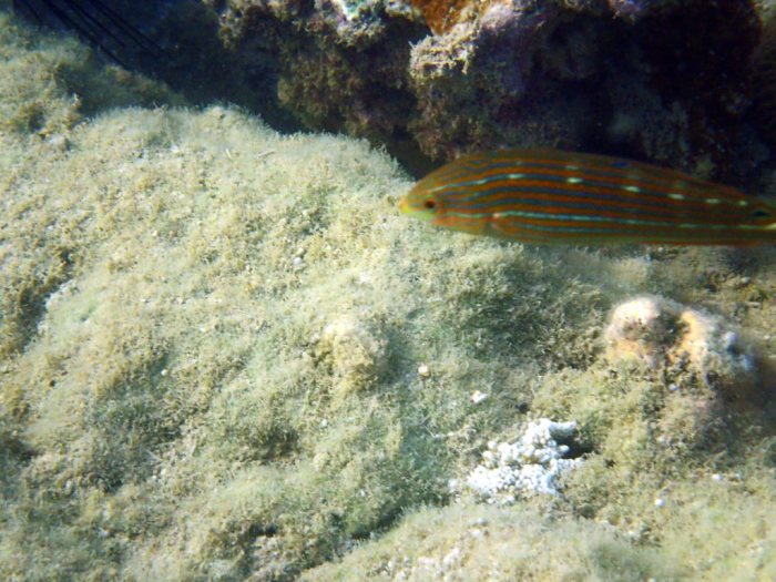 Halichoeres richmondi
