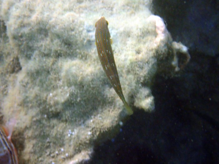 Halichoeres richmondi