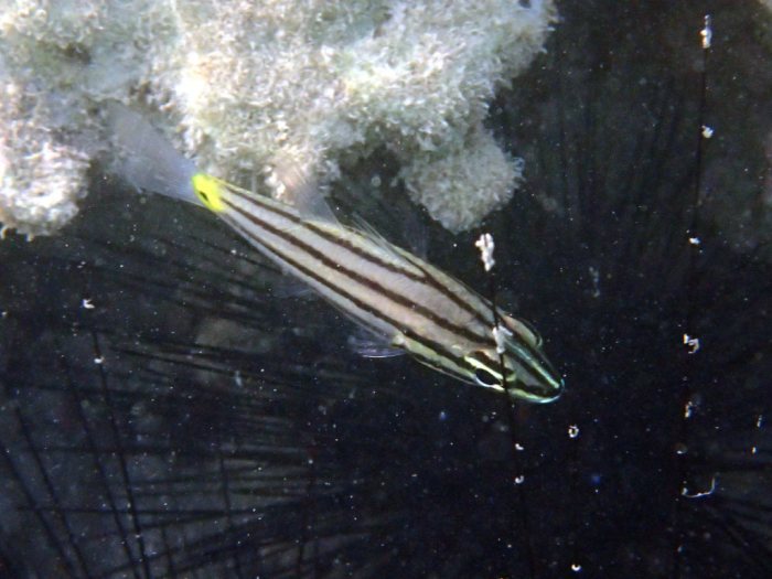Cheilodipterus quinquelineatus
