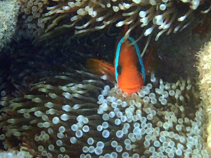 Amphiprion melanopus