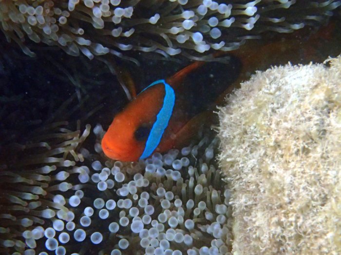 Amphiprion melanopus