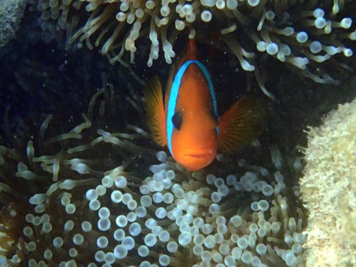 Amphiprion melanopus