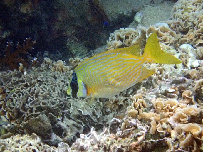 Siganus puellus