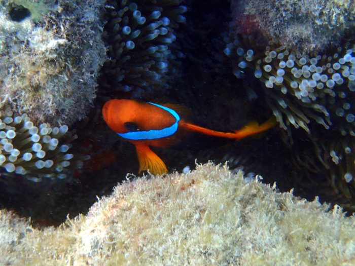 Amphiprion melanopus