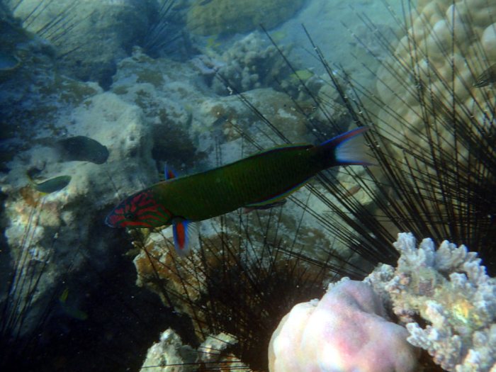 Thalassoma lunare