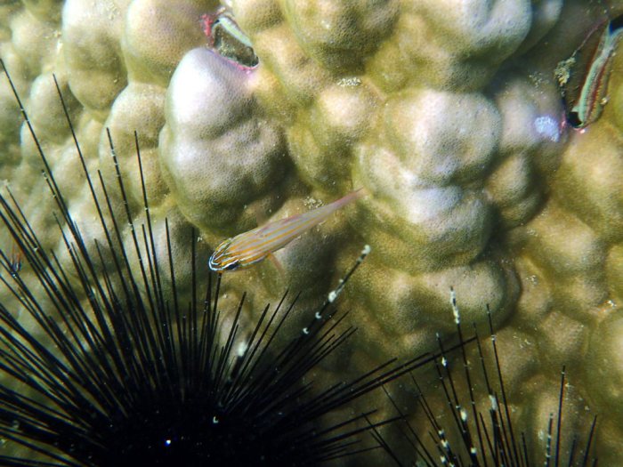 Ostorhinchus cyanosoma