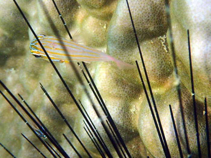 Ostorhinchus cyanosoma