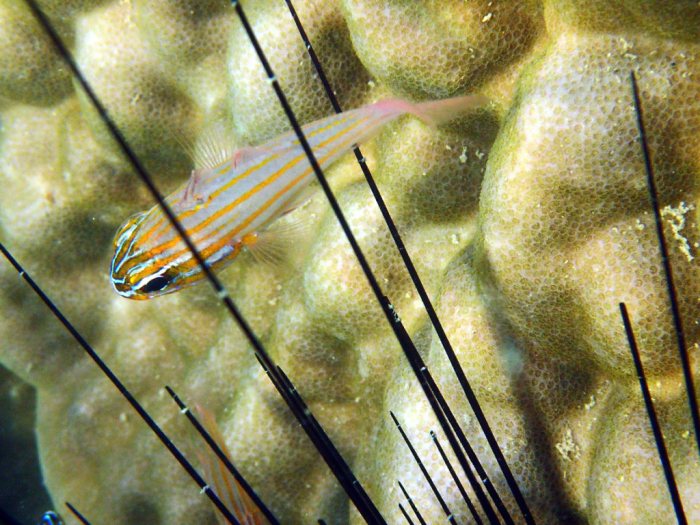 Ostorhinchus cyanosoma