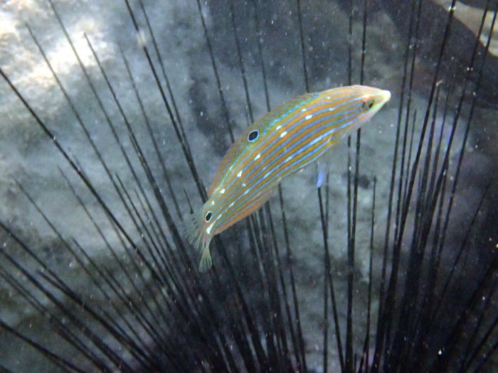Halichoeres richmondi