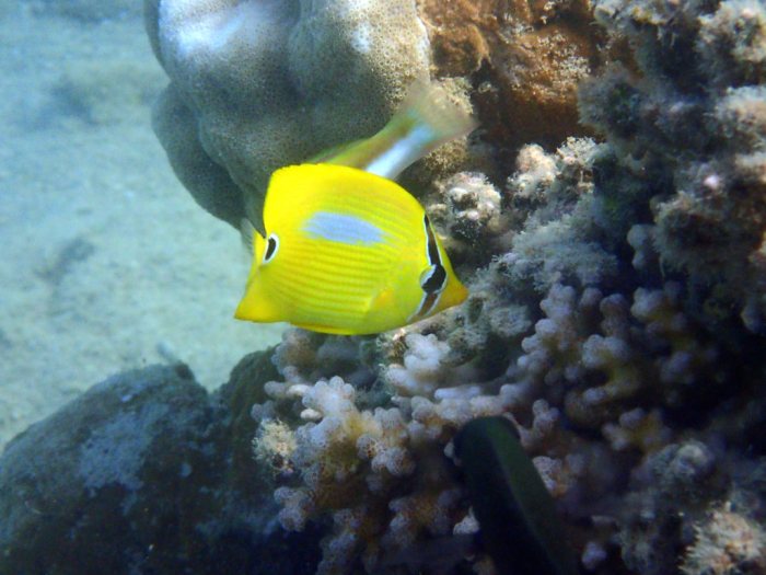 Chaetodon plebeius