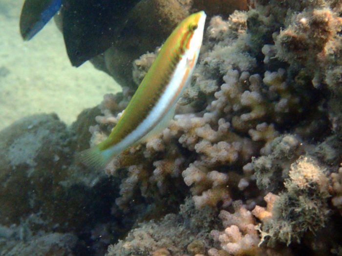 Thalassoma lutescens