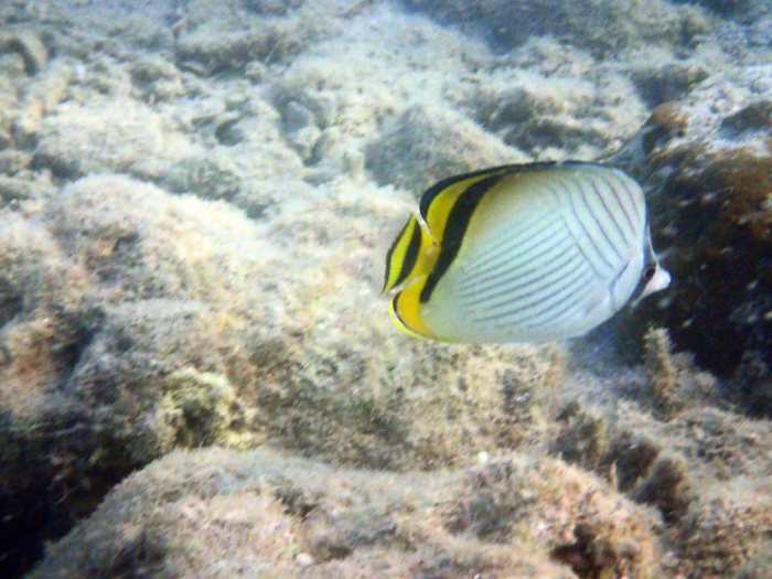 Chaetodon vagabundus