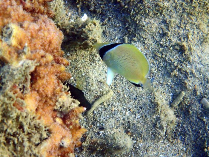 Chaetodon citrinellus