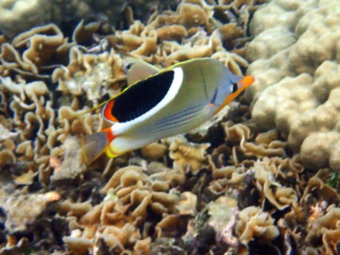 Chaetodon ephippium