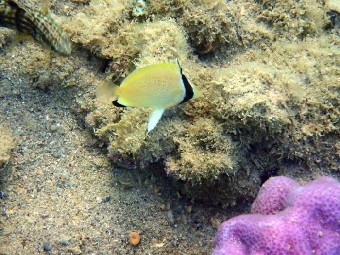 Chaetodon citrinellus