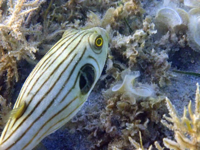 Arothron manilensis